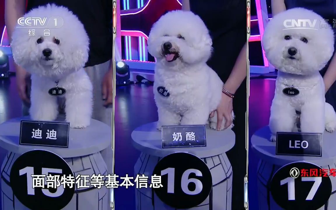 “狗脸识别”都可以！中国人工智能竟然这么厉害