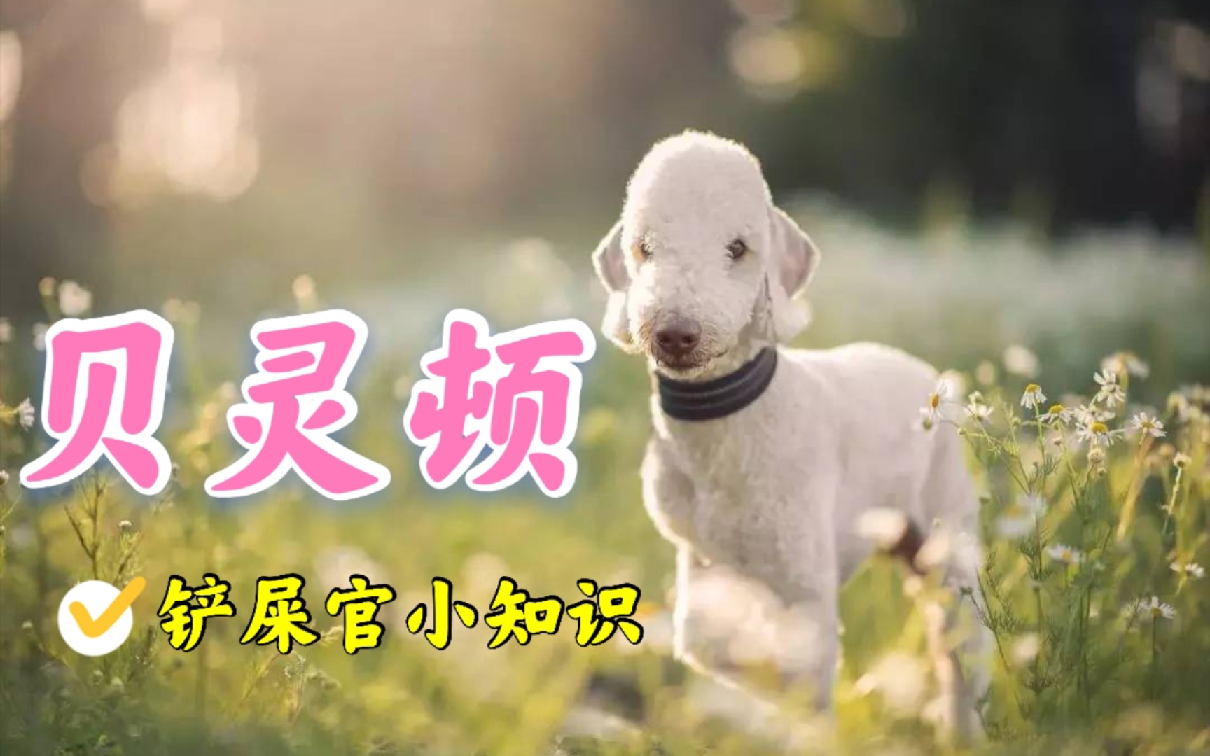 犬界变色龙贝灵顿被网上诬陷最多的犬种之一，最适合家养的小型犬