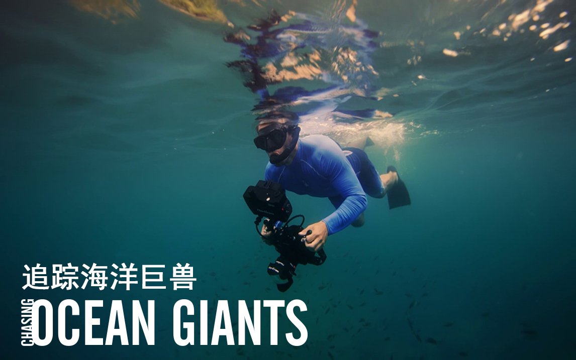 【追踪海洋巨兽】第1集预告：挑战与座头鲸夜间共游！