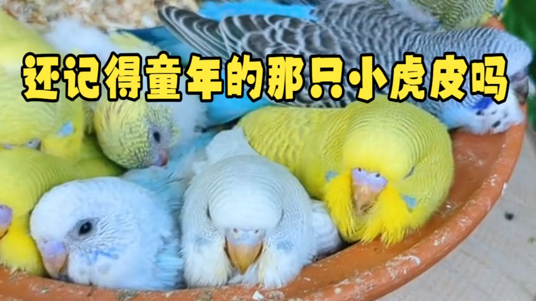 虎皮鹦鹉可爱行为大赏