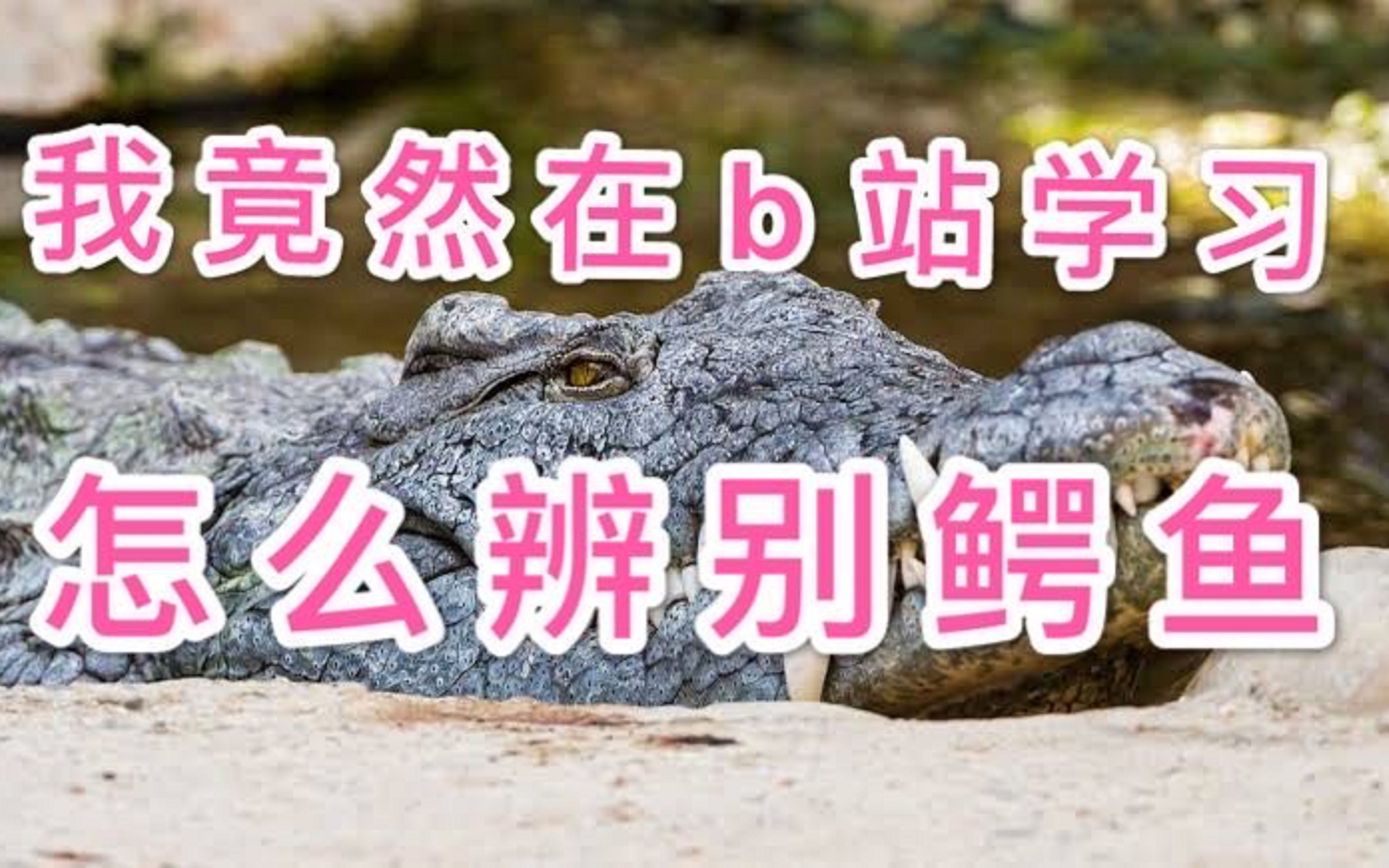 【硬核】你觉得鳄鱼都长一个样？教你肉眼区分全世界26种鳄鱼！（上）