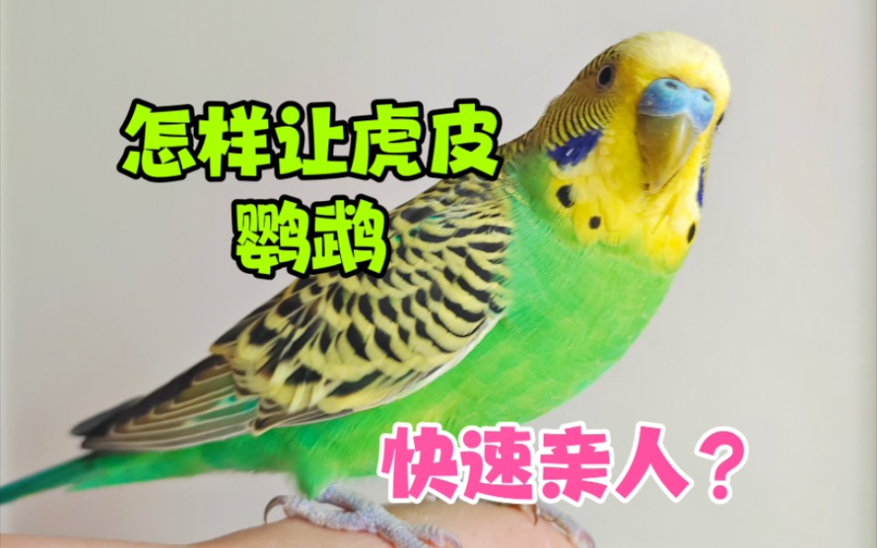 只需5步，让虎皮鹦鹉快速亲人，新手必看！