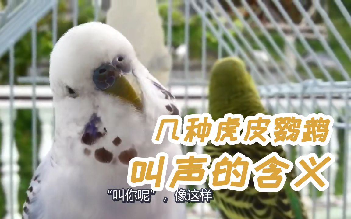 【虎皮科普】一些虎皮鹦鹉叫声的含义，有你熟悉的