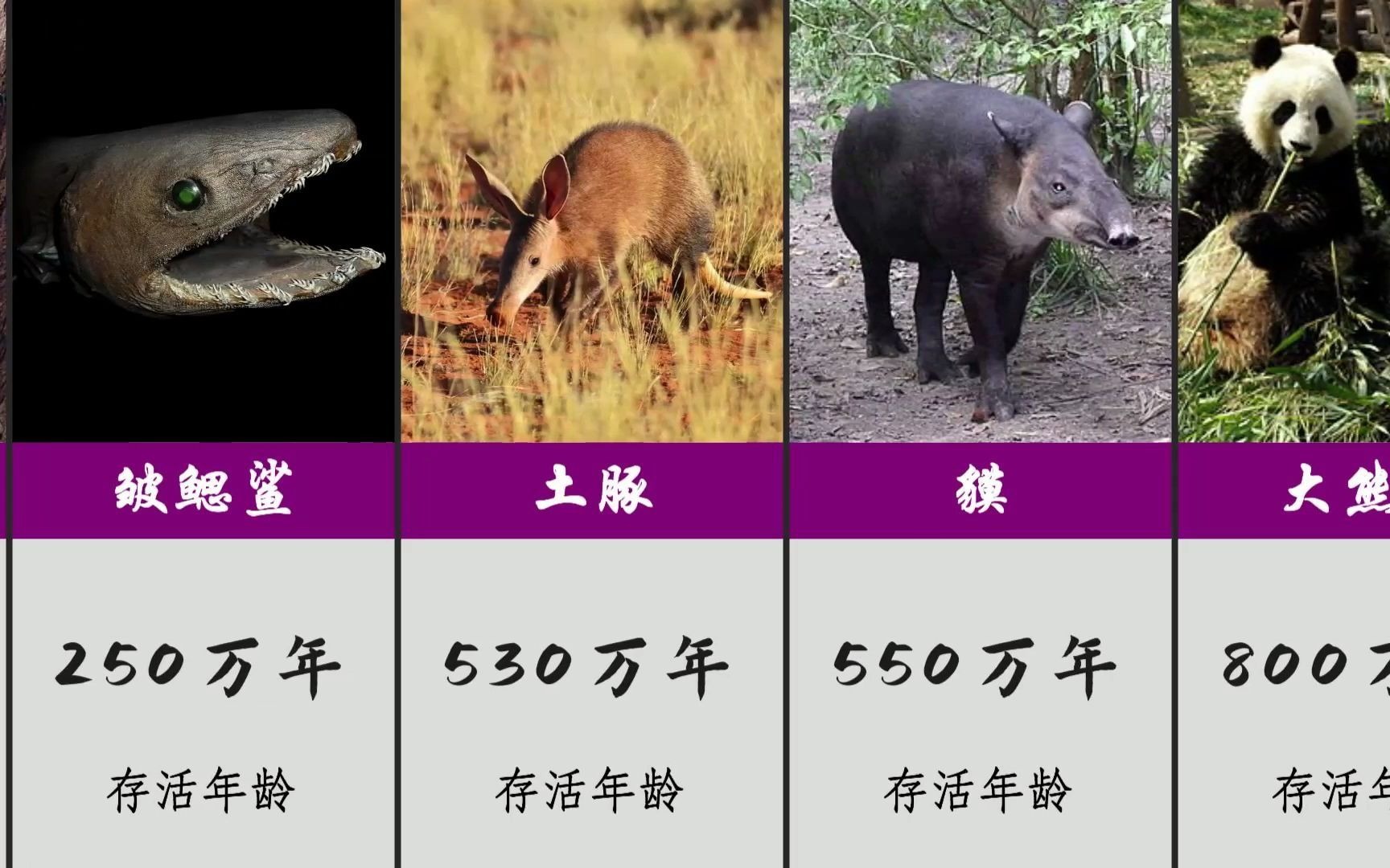 地球上现存的“活化石”