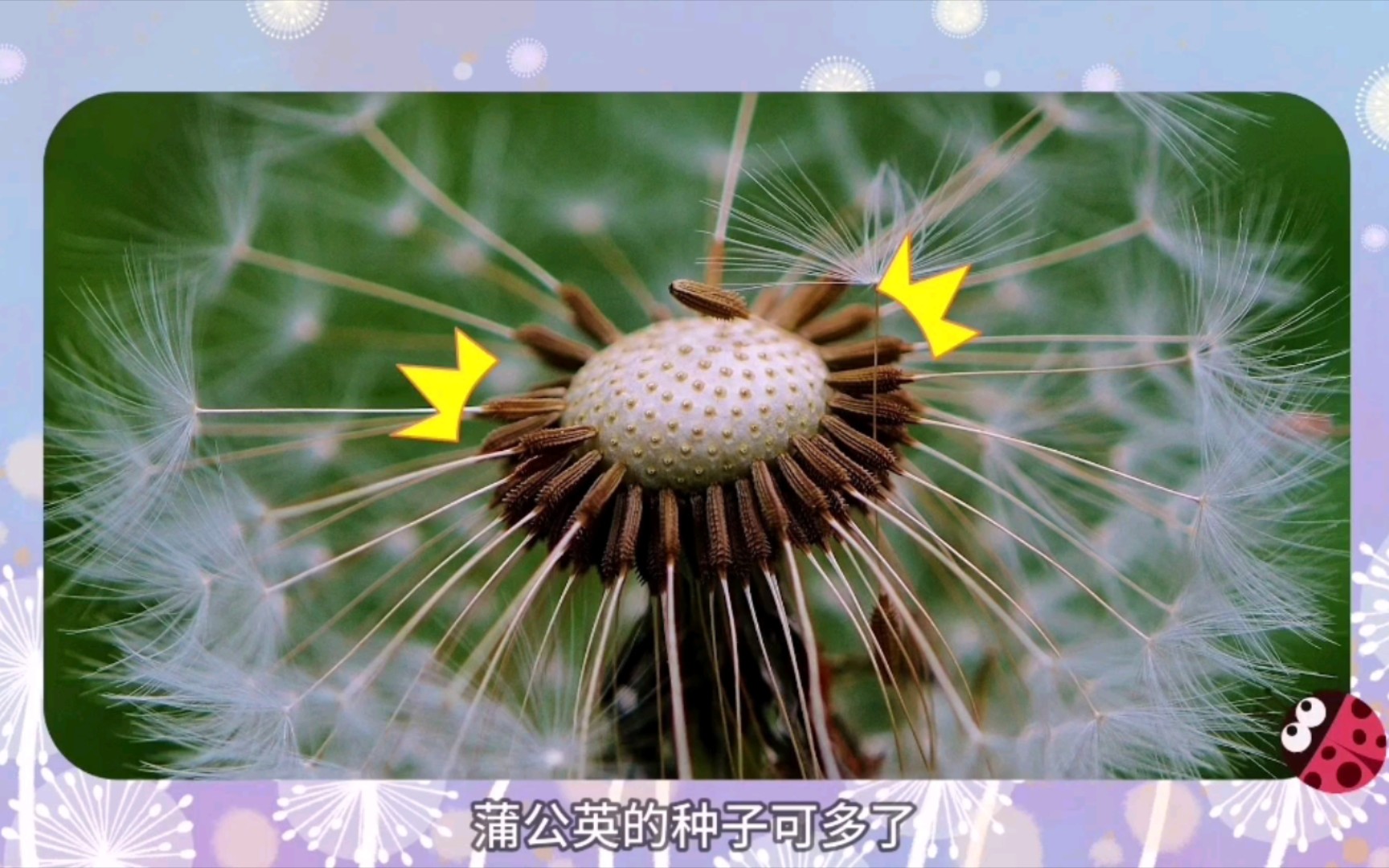 妙趣小百科！乘风飞行的蒲公英！儿童科普动画知识！