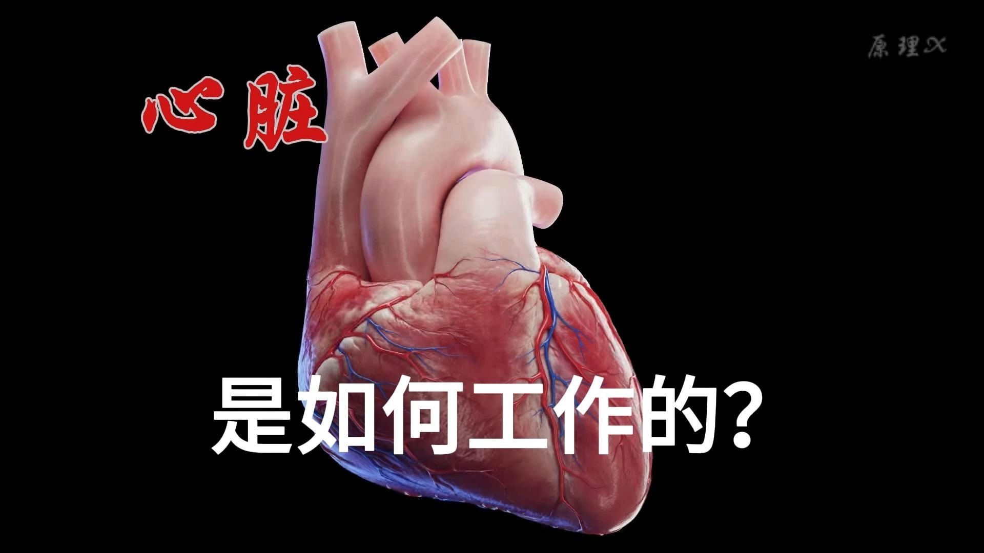 跟着一滴血，探秘你的心脏 | 心脏是如何展开工作的？