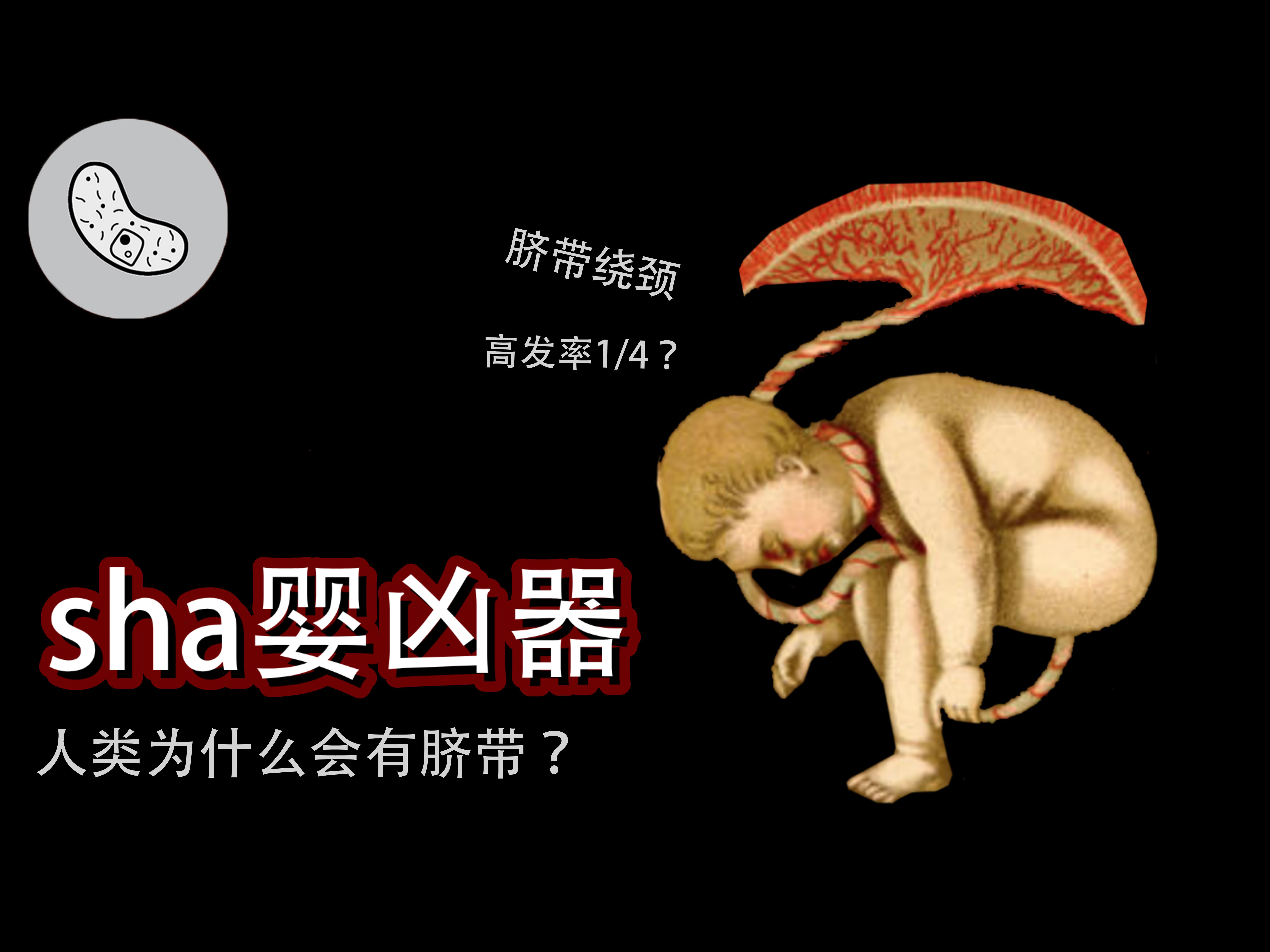 【脐带之谜】人类为什么会有脐带？怎成”sha婴凶器”？