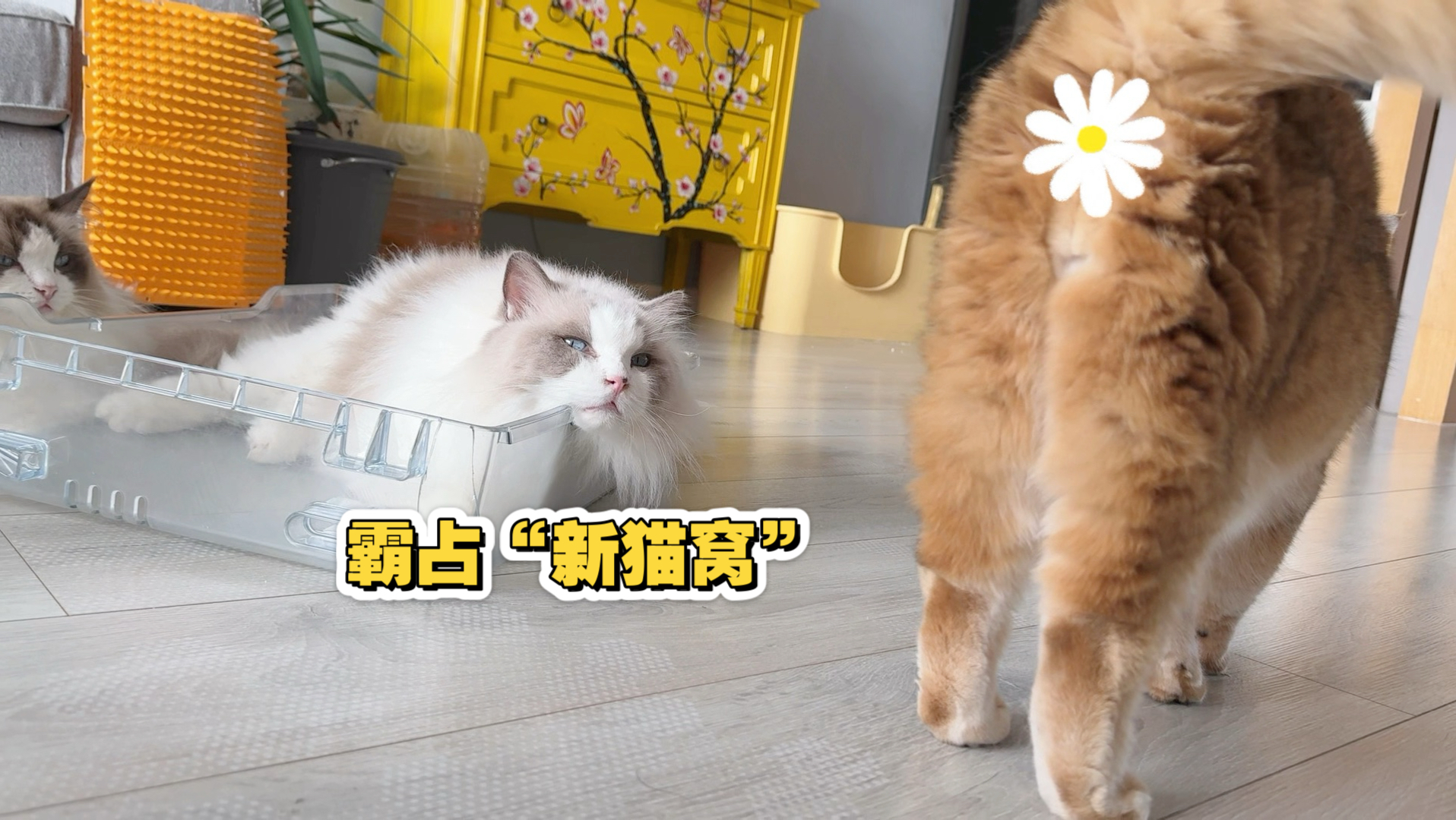 老父亲修补冰箱储物抽屉，被布偶猫抢去霸占要当猫窝