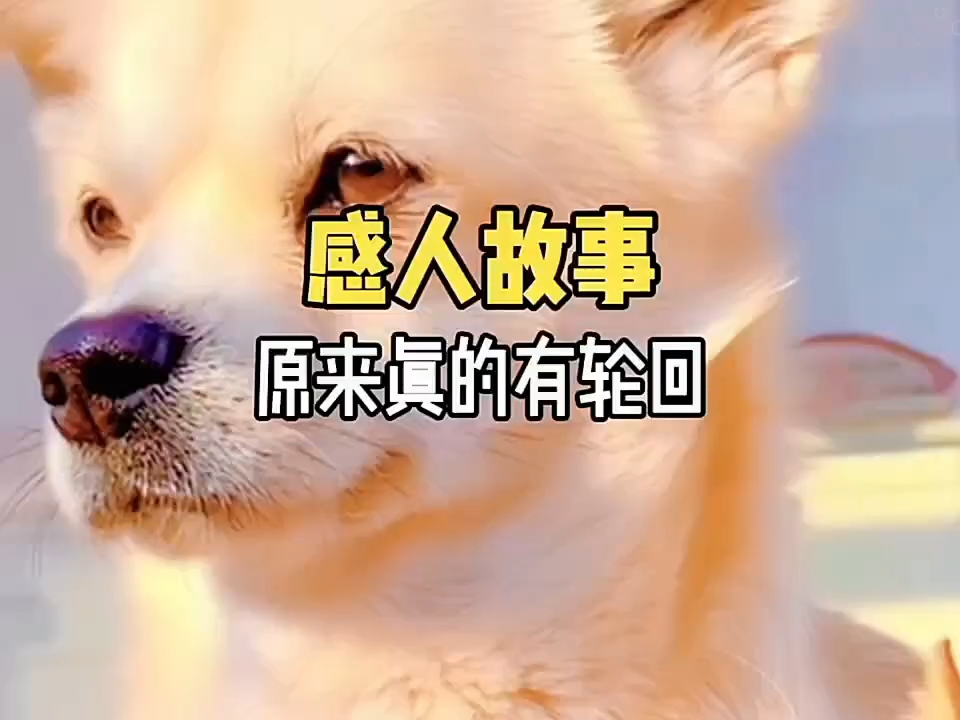 #萌宠解说#萌宠搞笑#萌宠来袭