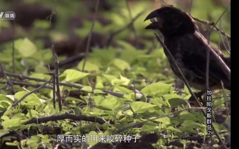 生物进化：加拉帕戈斯群岛的13种地雀