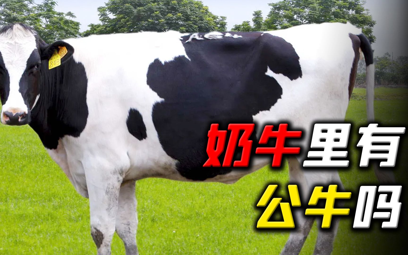 天天喝牛奶，你知道奶牛有公牛吗？奶牛是不是生下来就会一直产奶