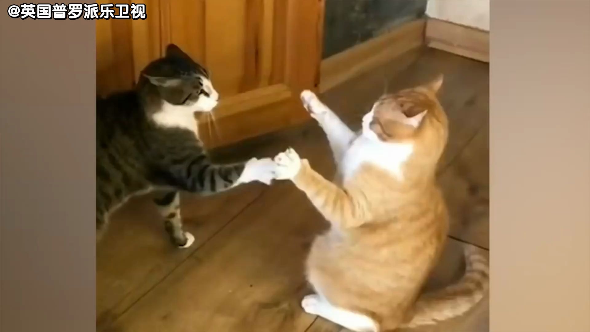 澳洲硬汉解说：猫咪打架