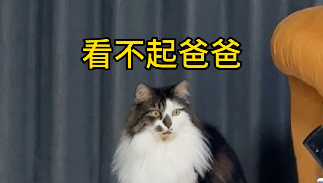 小老大：爸爸讨好狗子，真让猫看不起👎🏻