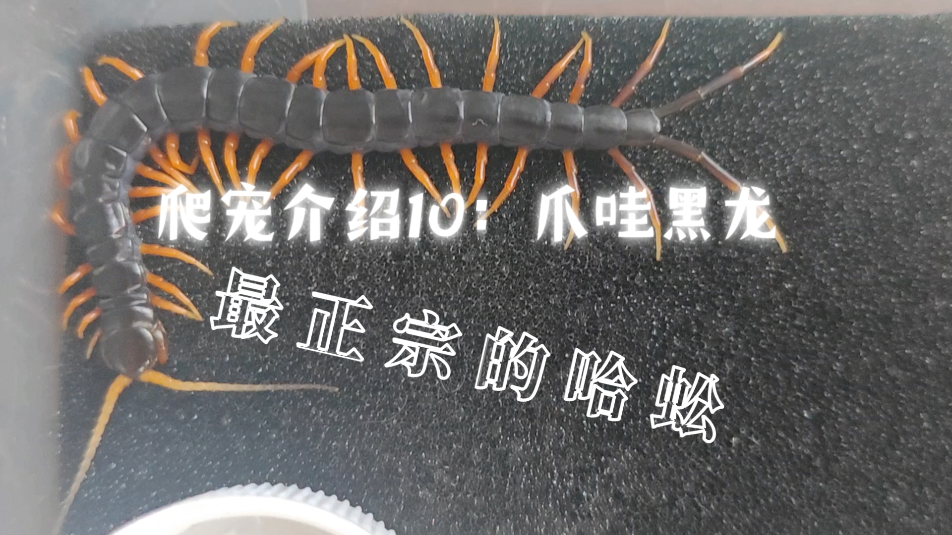 爬宠介绍10：爪哇黑龙 爪哇黑巨人!最正宗的一集!