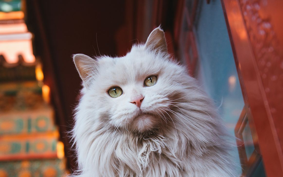 故宫御猫，狮子猫前世今生超详细介绍，曾经的御猫现状却很不乐观，甚至有人说ta是低配布偶