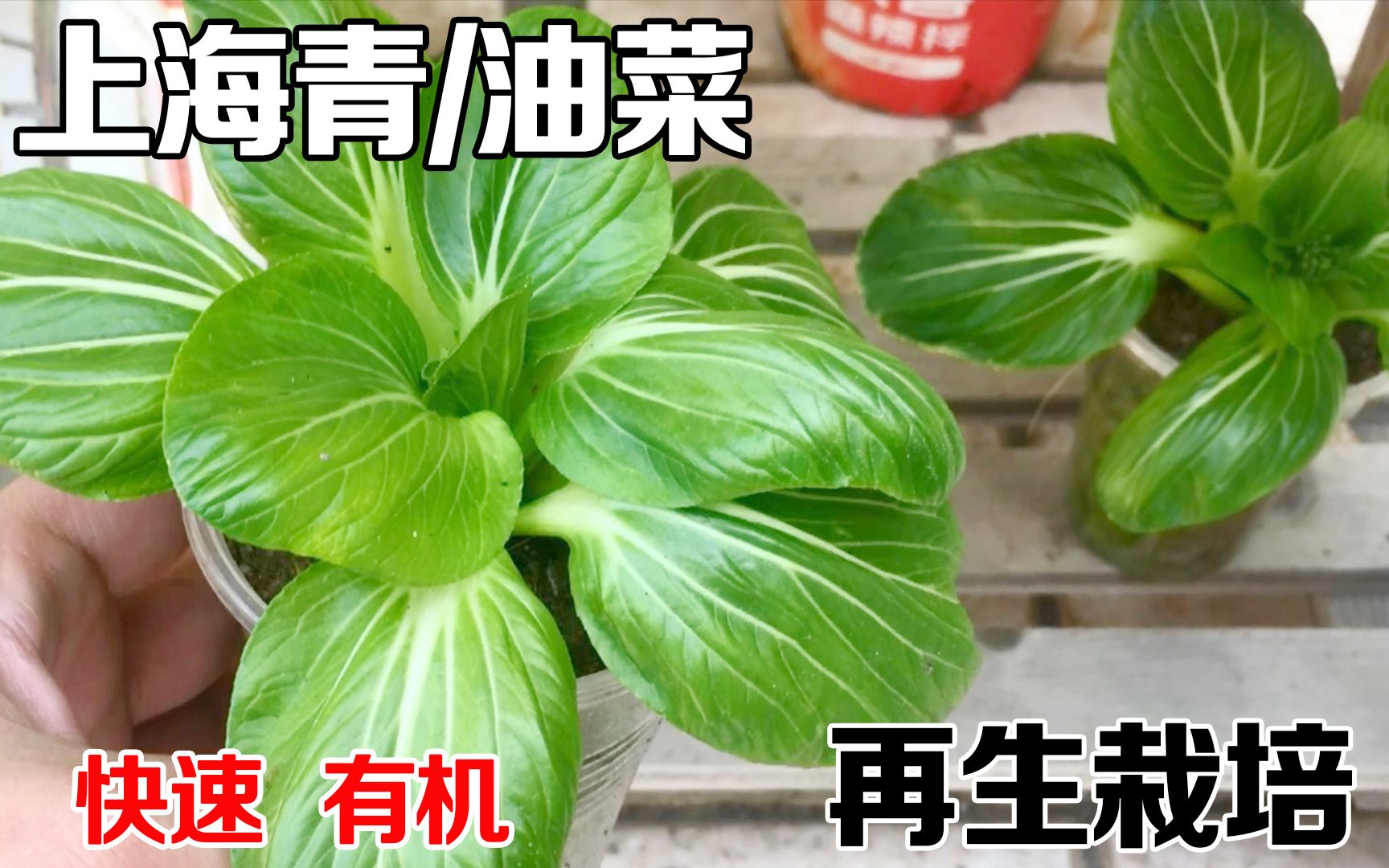 阳台种菜，上海青（小油菜）这样种，20天左右就能吃上，简单又实用！