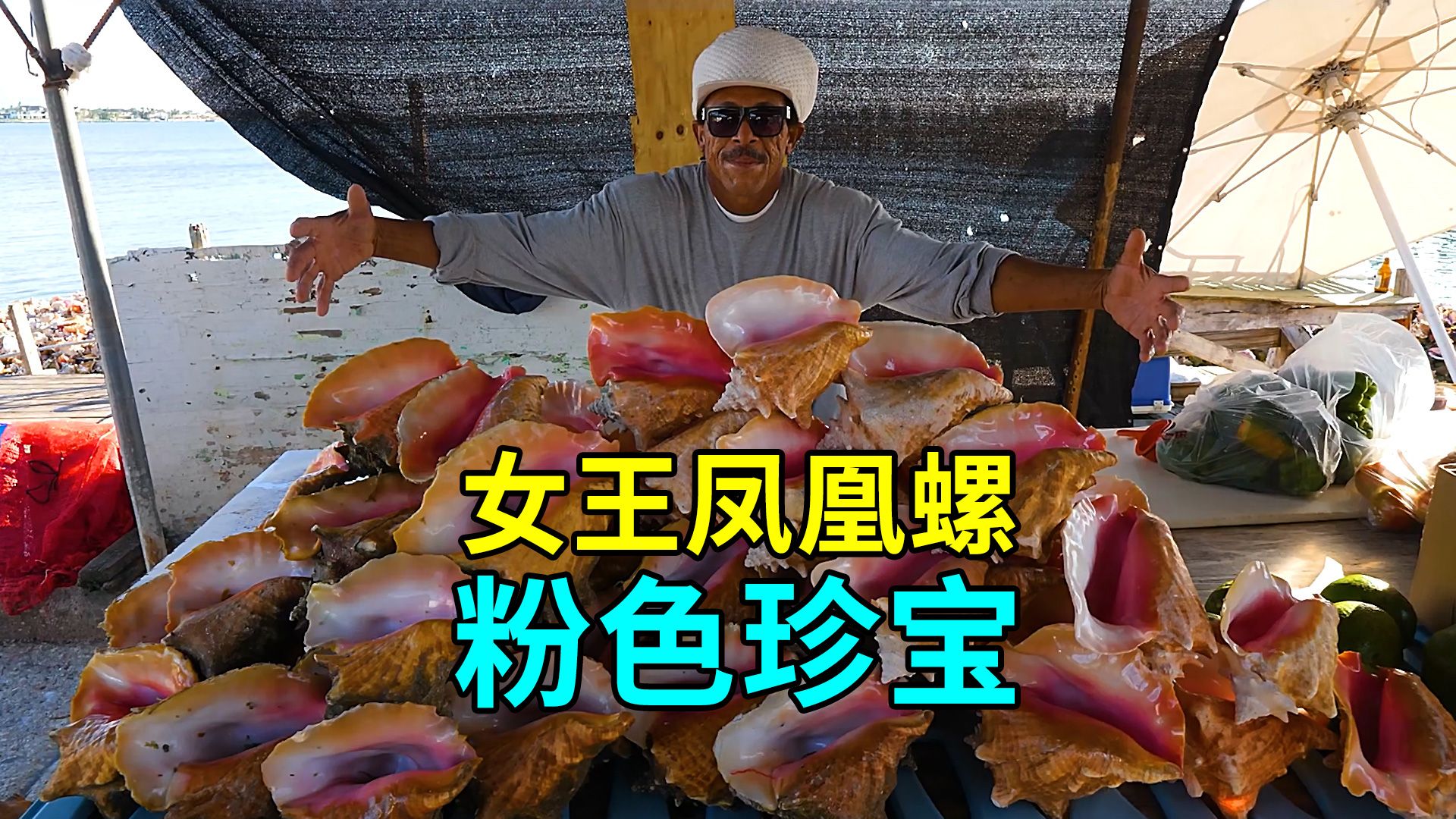 女王凤凰螺的秘密，出海捕卵人工繁殖