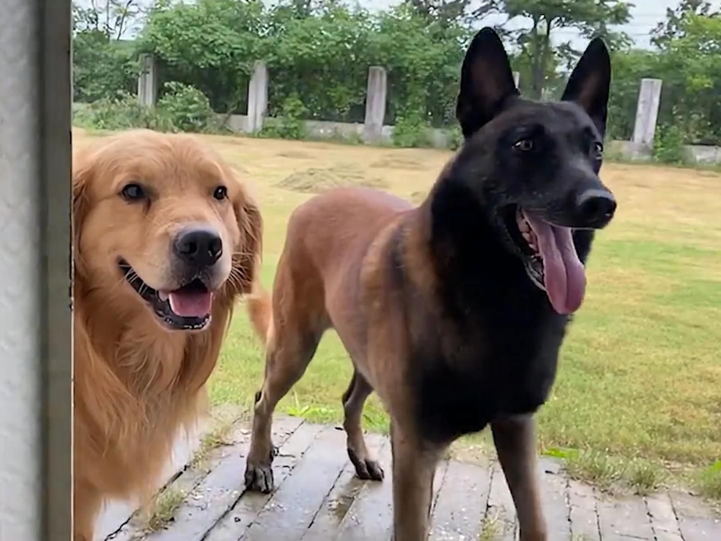 狗界闯祸精，牛牛和王子，一文一武堪称犬界最强组合