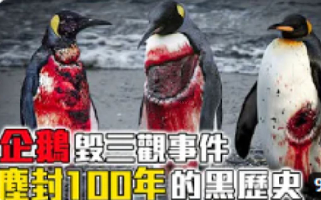 企鹅悲剧的一生 _ 尘封100年的黑历史！_ 绑架、性暴力、恋尸癖的企鹅！简直毁三观！