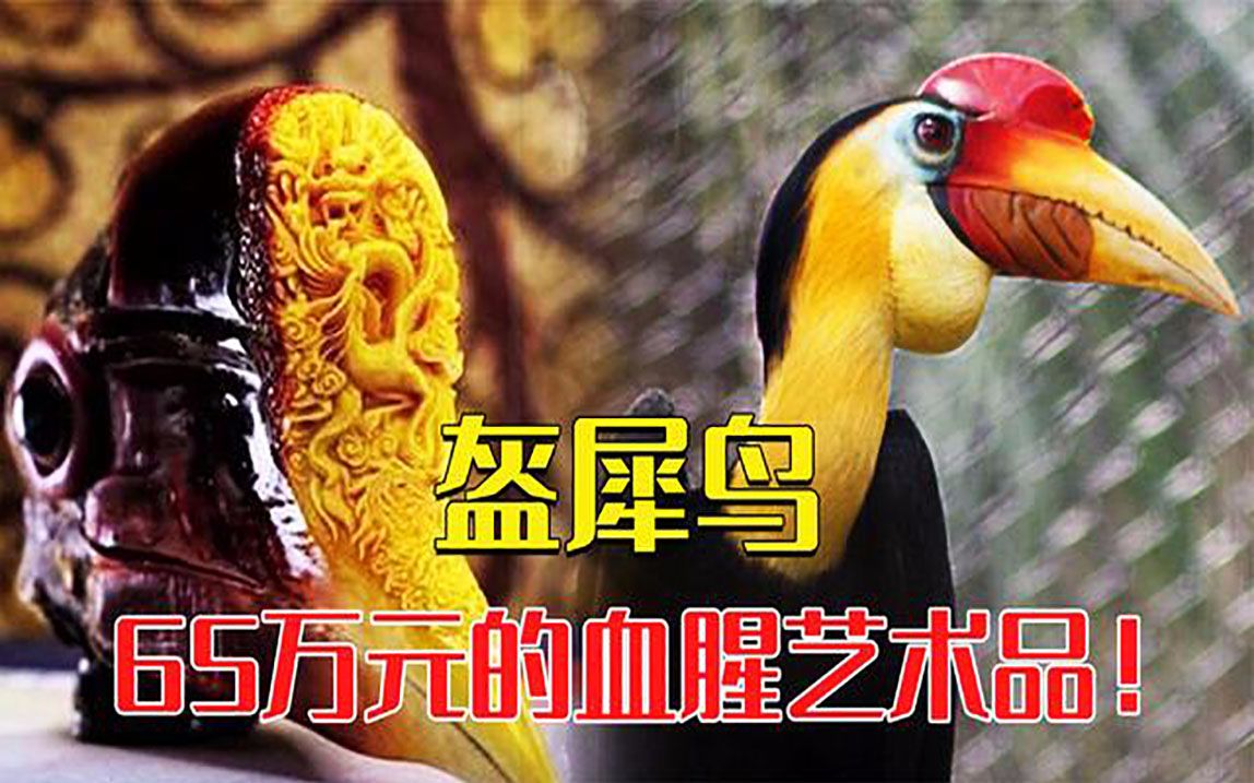 带血的艺术品，一颗价值65万元，活取盔犀鸟头骨制成的“鹤顶红”