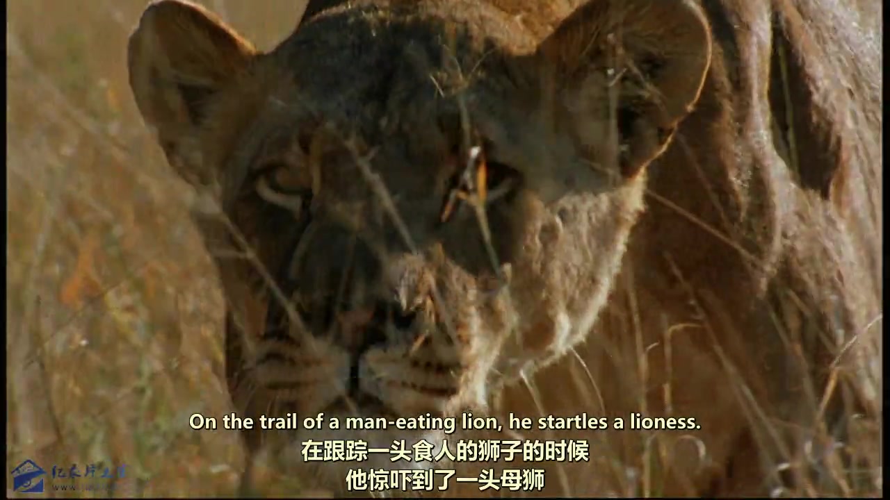 生肉 中英文字幕 PBS《狮子艾尔莎的遗产 生来自由的故事 Elsa's Legacy The Born Free Story》