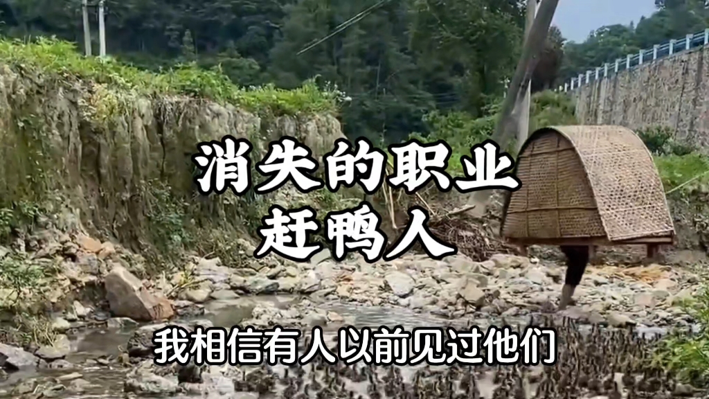 跟着鸭群流浪，赶鸭人的自由生活！