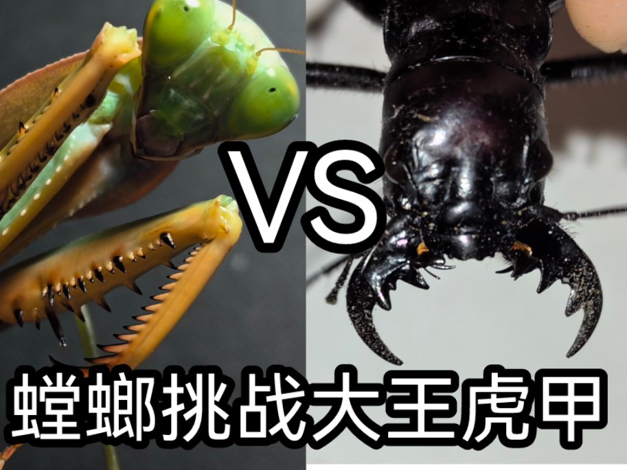 夺嫡菱背螳VS大王虎甲