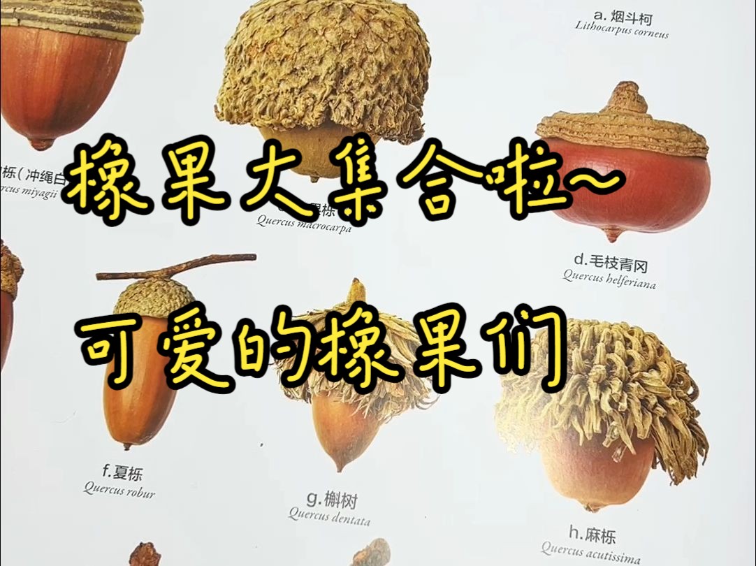 橡果大集合~ 都是可爱的橡果们，小松鼠的最爱
