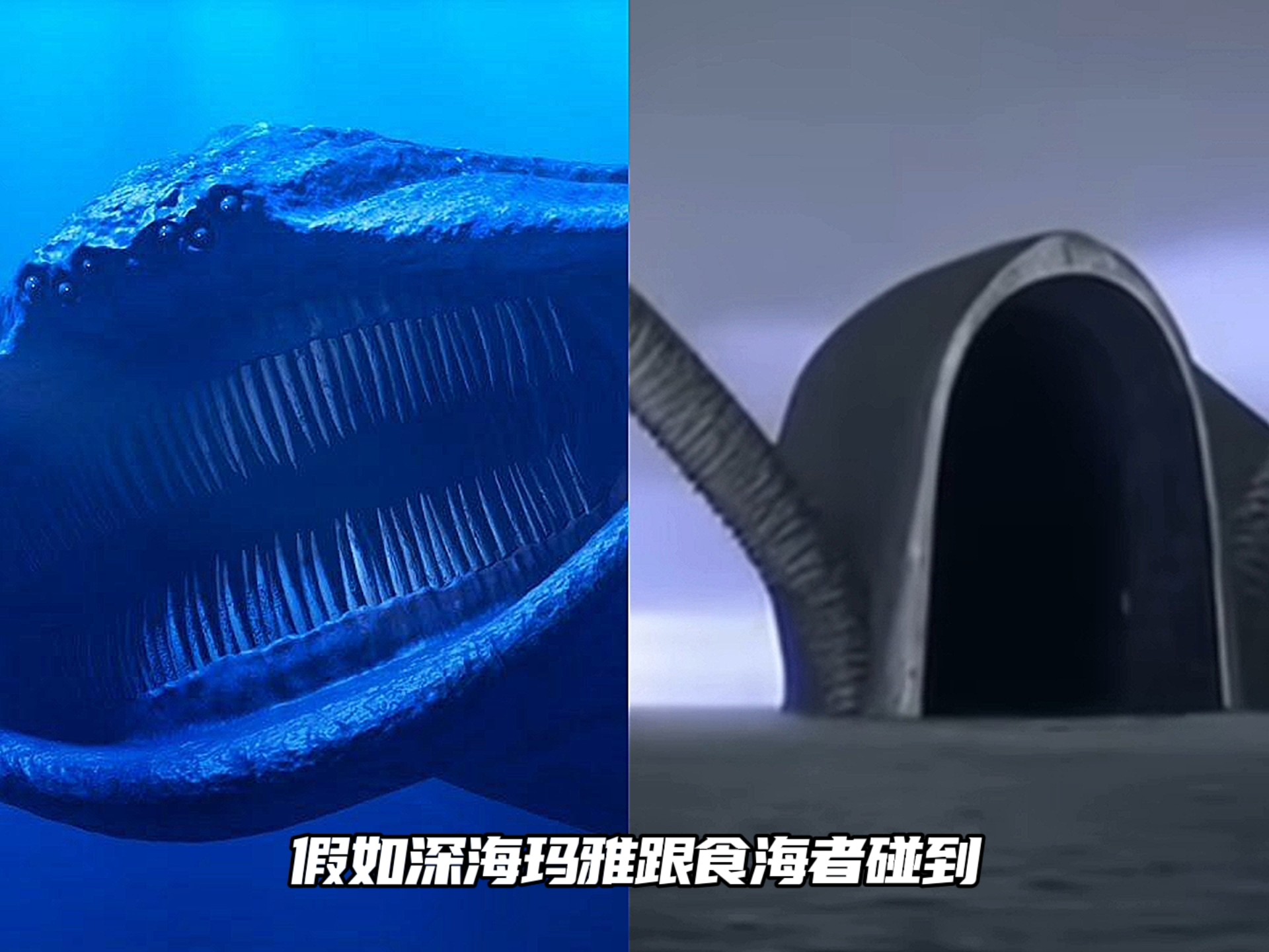 深海巨兽玛雅VS深海霸主食海者！