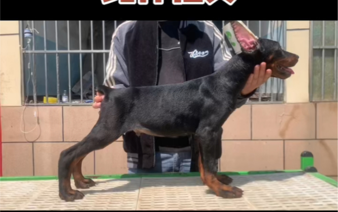 新手如何挑选杜宾