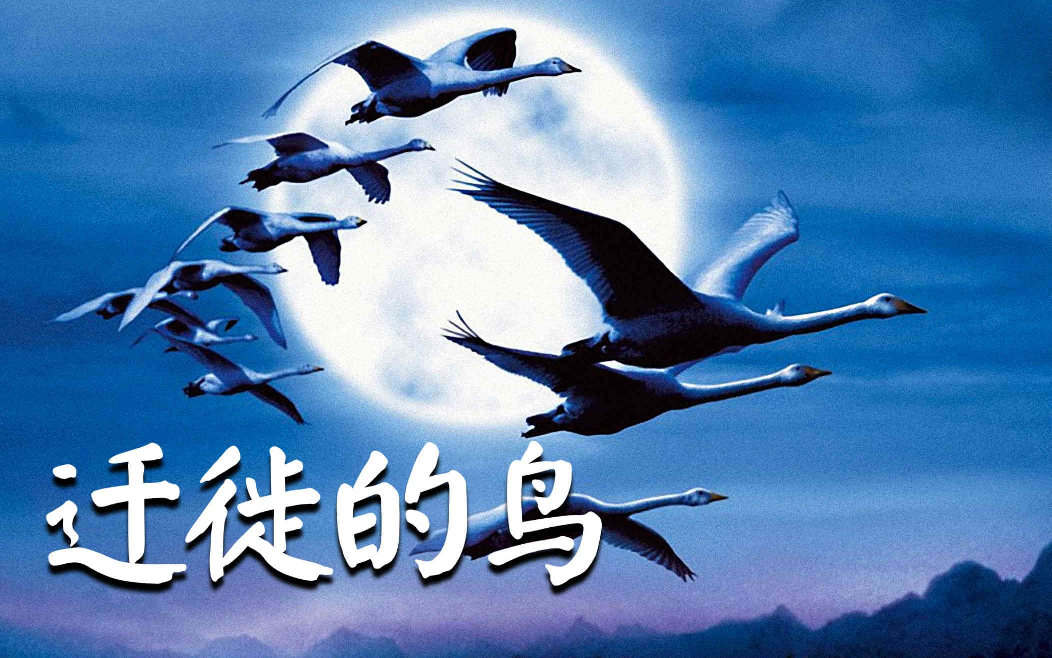 纪录片《迁徙的鸟》【蓝光原盘|正片|花絮|删减画面】中字【雅克·贝汉】Le peuple migrateur
