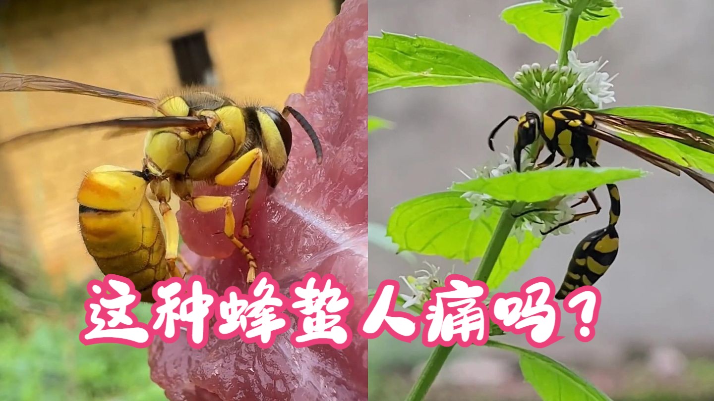 分享10种蜂类，这些蜂蛰人痛吗？