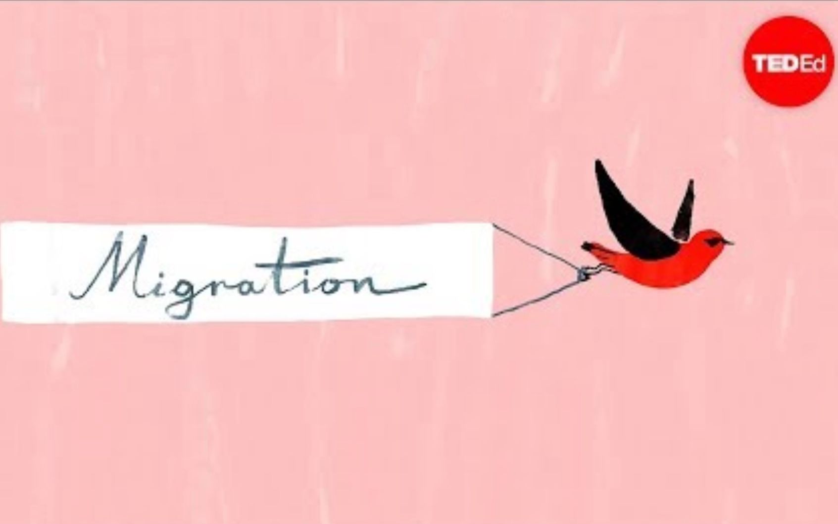 【Ted-ED】鸟类迁徙：一段冒险旅程 Bird Migration A Perilous Journey