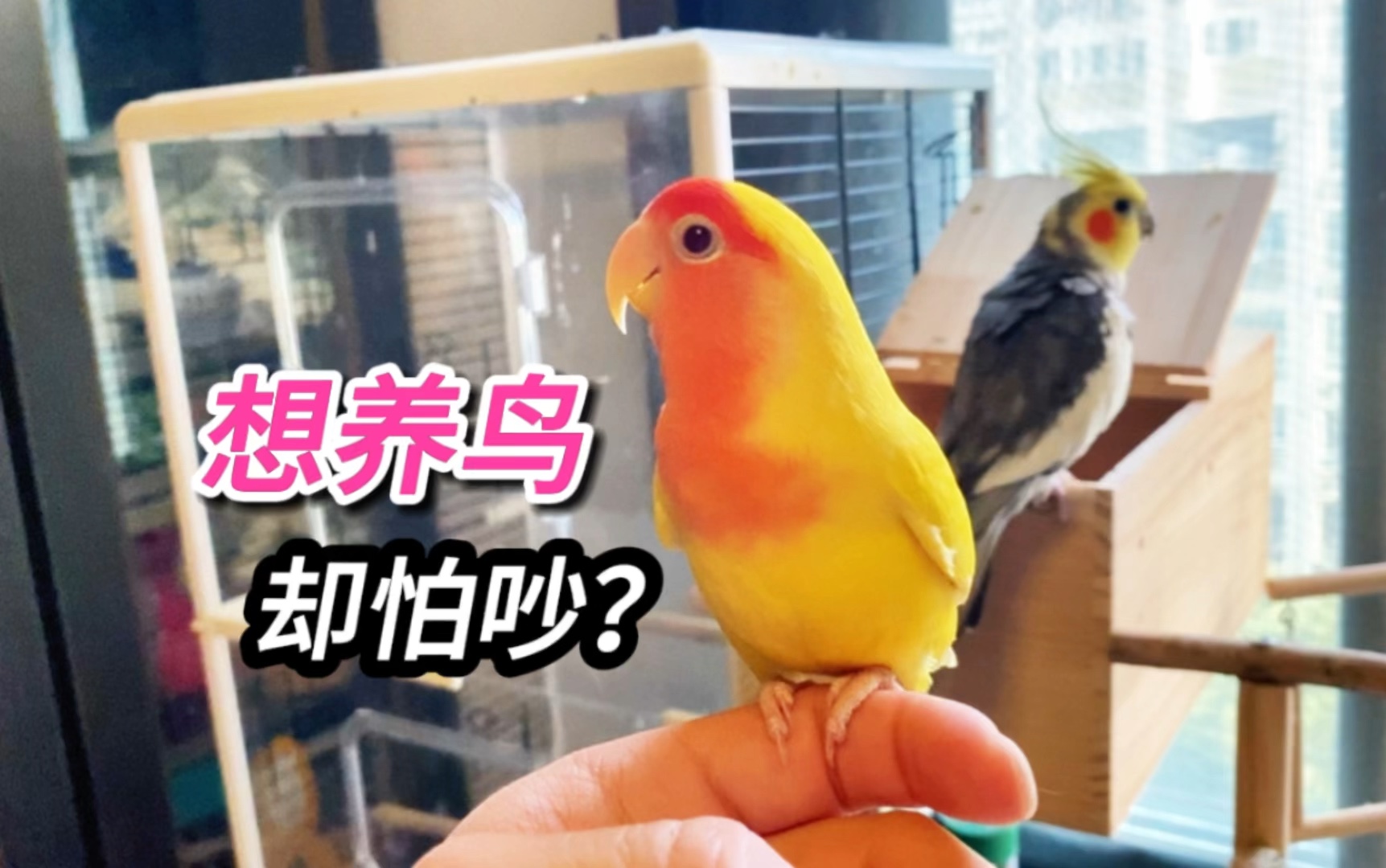 你会因为怕鸟太吵，而拒绝养鸟，或者把鸟送人吗？