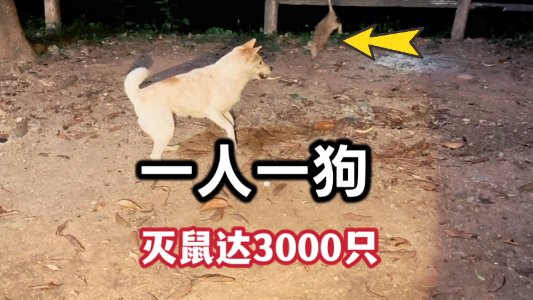 一人一狗组合灭鼠，3年灭鼠数量到达惊人的3000只，真是高手在民间