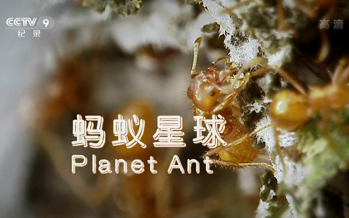 【央视CCTV纪录片】纪录片-蚂蚁星球(Planet Ant：Life Inside the Colony)2013.国语中字