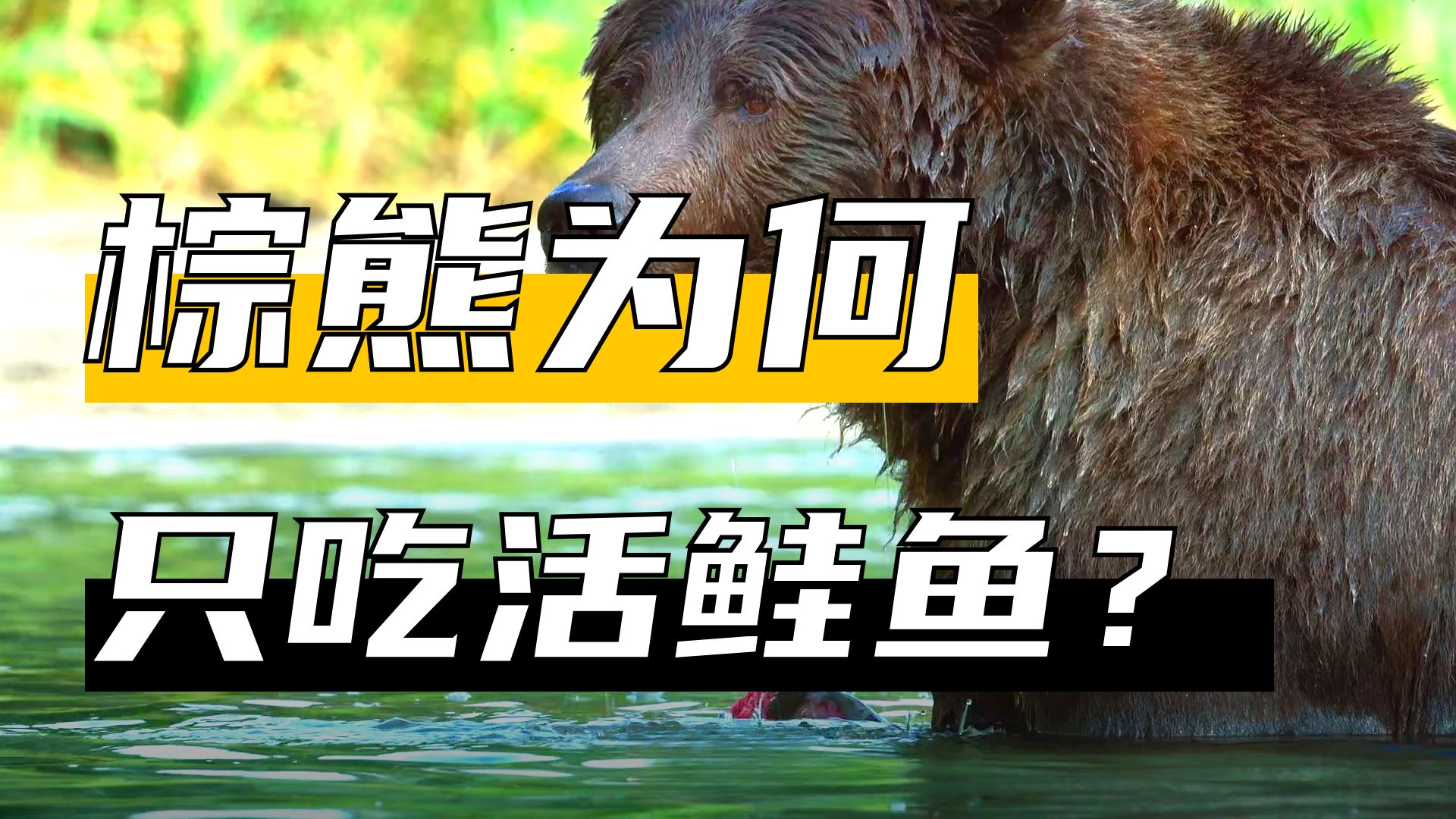 熊的故事