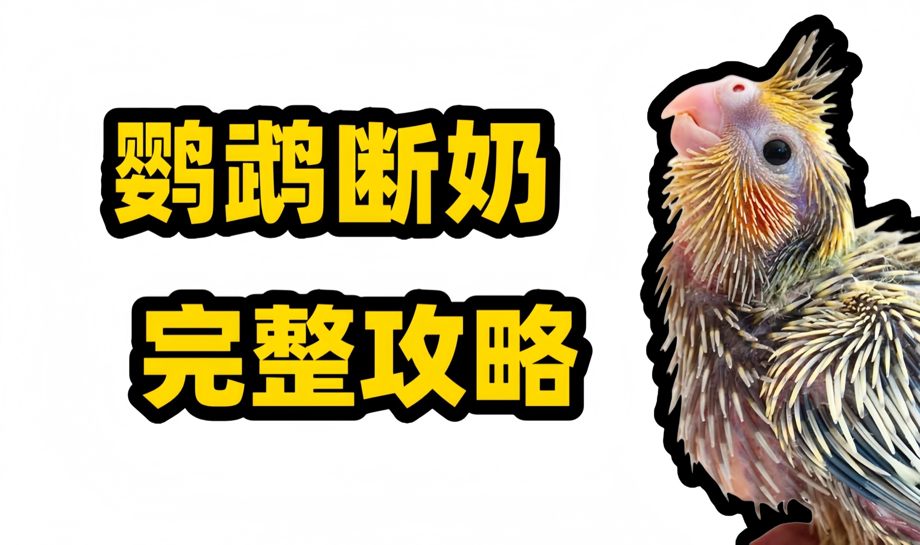 鹦鹉断奶的完整攻略