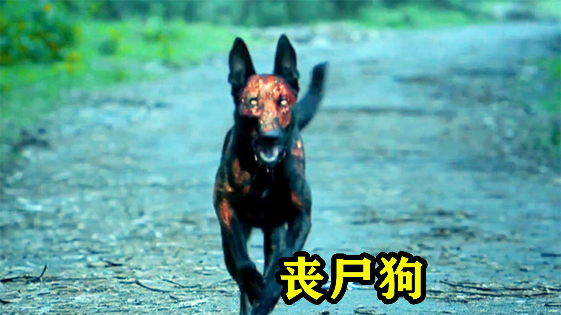 流浪狗喝了带有丧尸病毒的化工水，不料当天就变成了丧尸狗