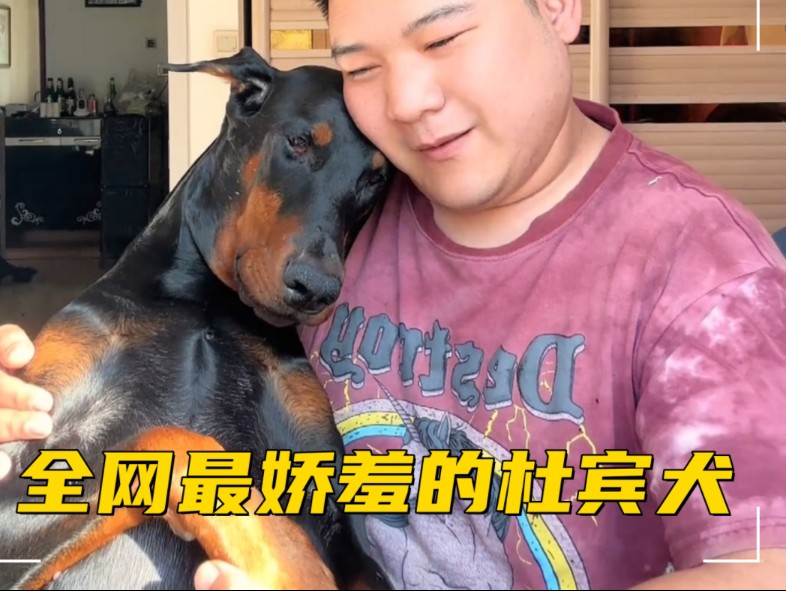 全网最娇羞的杜宾犬，靠撒娇上位，网友戏称其“老嫂子”