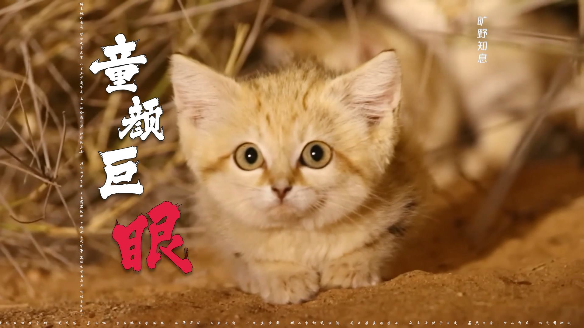 《沙漠死神，童颜巨眼》