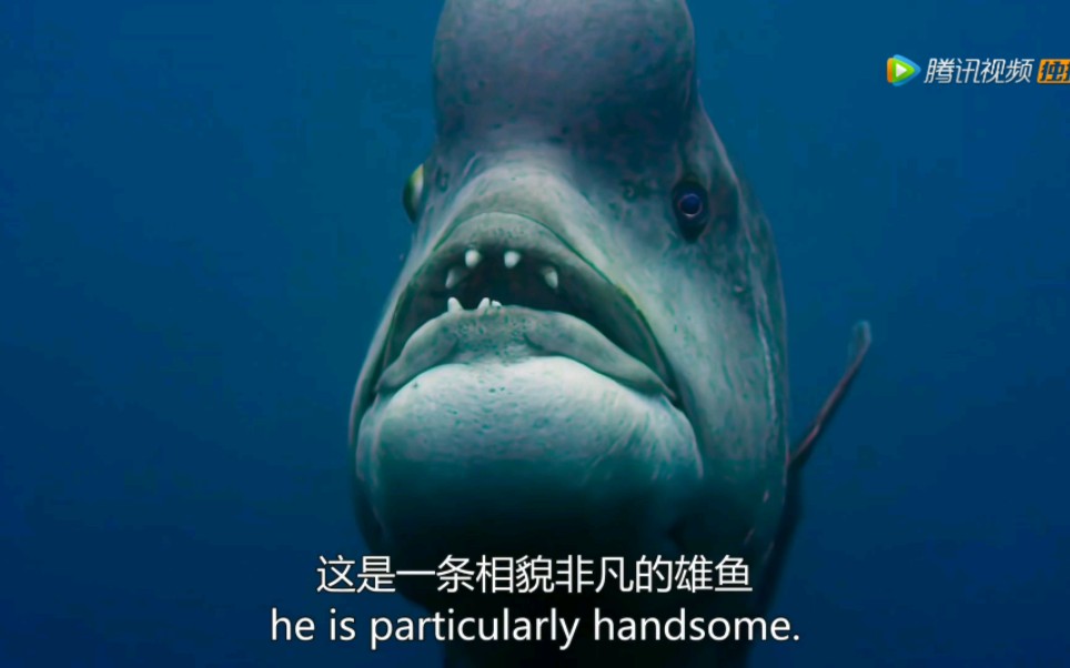 蓝色星球2第一集