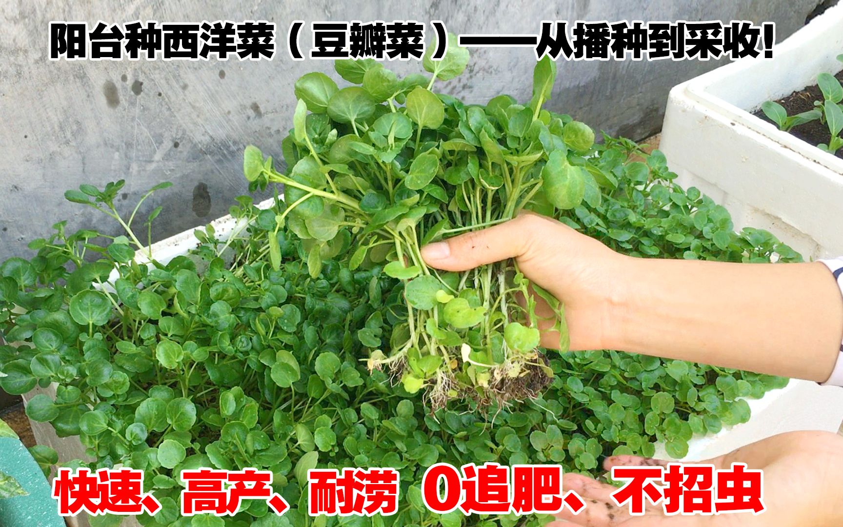 阳台种菜，分享一款不招虫的有机蔬菜，20多天采收，豆瓣菜