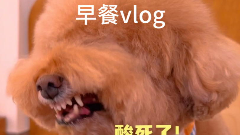 14岁布丁妹妹早餐来咯！胖狗狗可以吃卟叮狗饭吗？不过量暴食是可以的！一餐只有110kcal左右