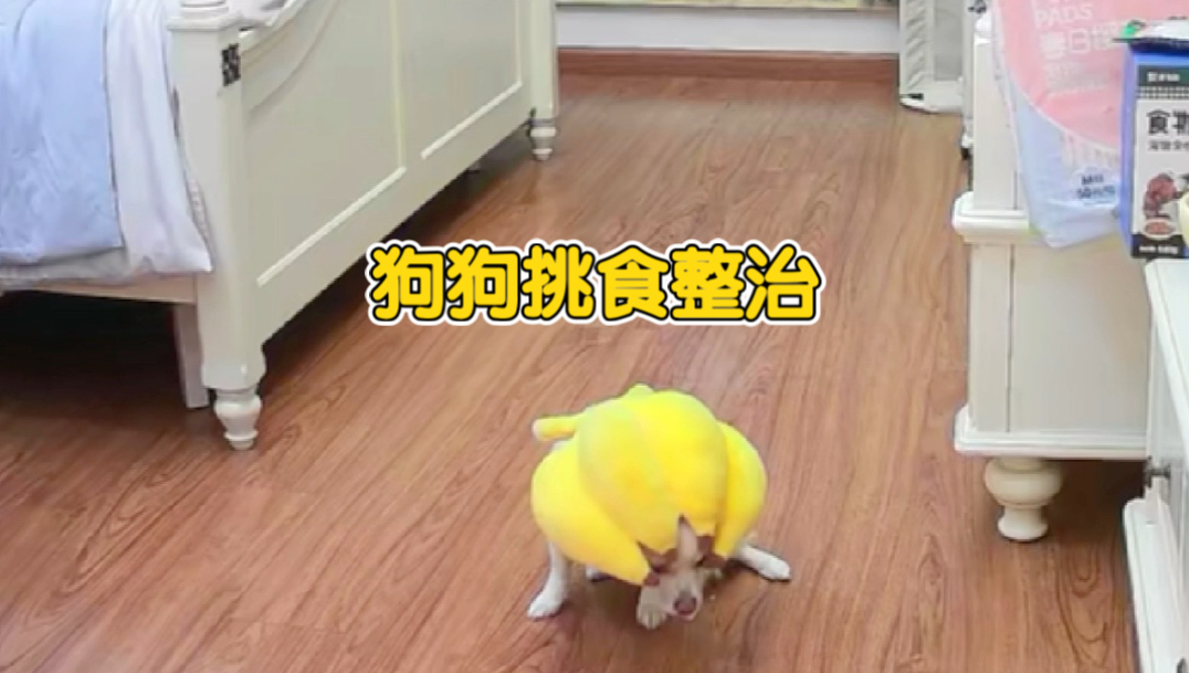 第68集｜这狗还有救吗？我真的快没耐心了！