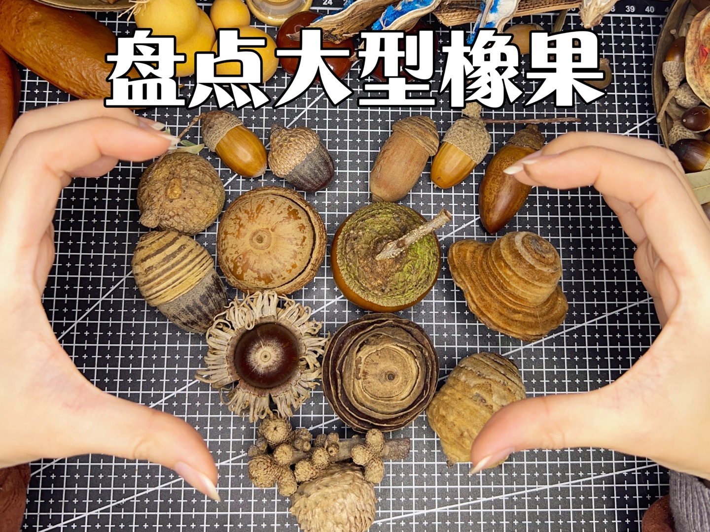 大型橡果们