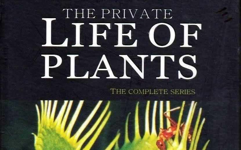 《植物私生活》-中文字幕-高清全集-The.Private.Life.of.Plants.1995.经典必看植物纪录片！