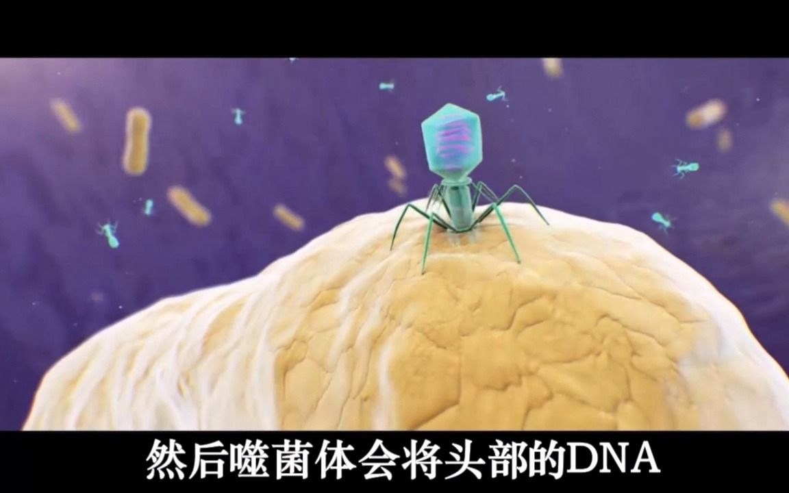 噬菌体侵染细菌