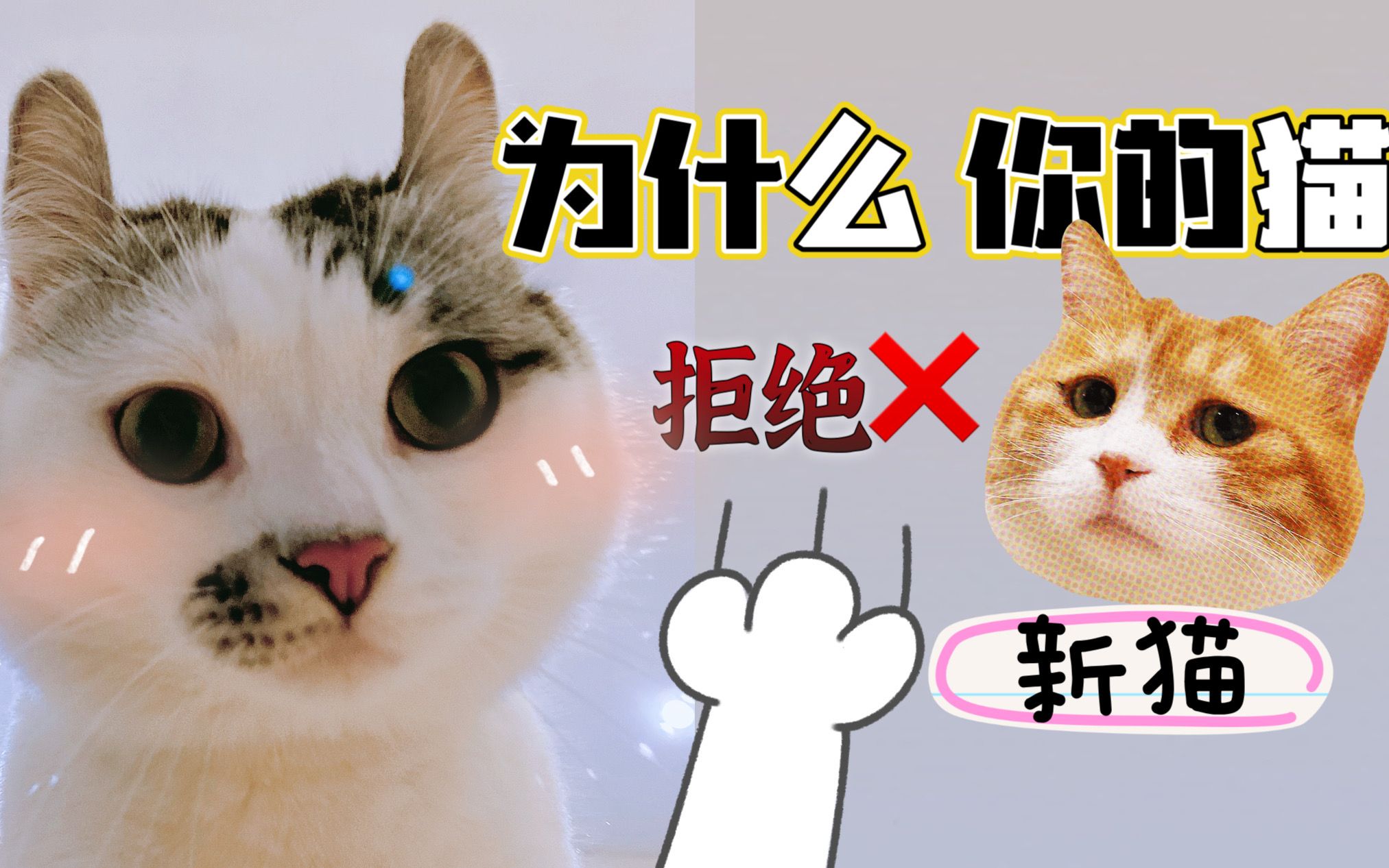 为什么你的猫不接受新猫？