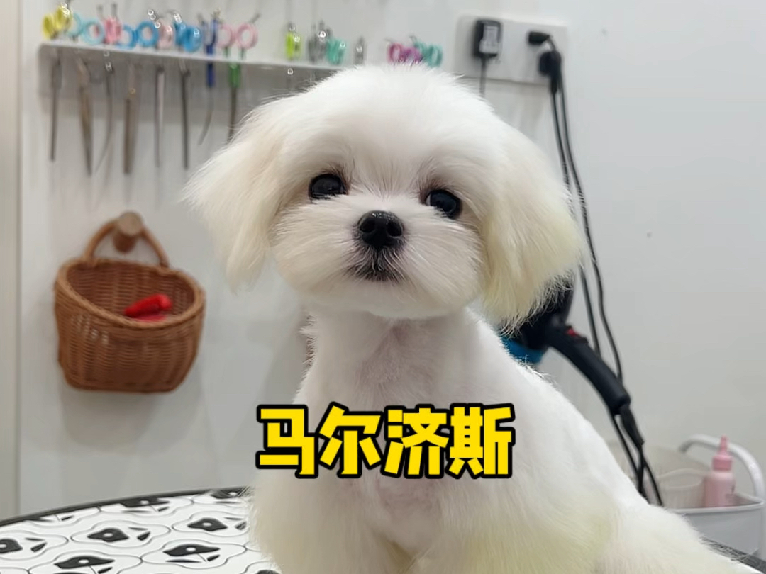 难得遇到一个可爱的马尔济斯～ 因为可爱的马尔济斯真的很少…